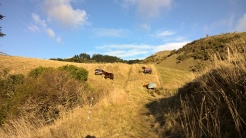 Crossing the horse paddock on track to Larnach castle