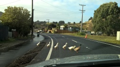 Duck crossing on Portobello road.