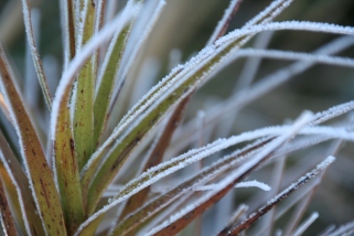 Frost on the foliage.