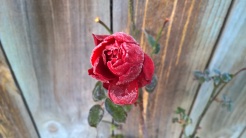 Frosty rose on walk to Caroline Bay