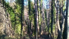 Forest Walk, Hanmer Springs