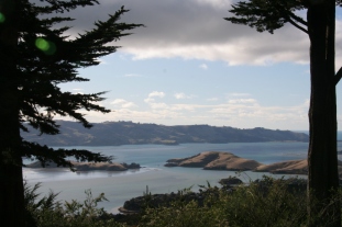 View from road to Larnach castle