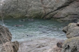 Baby seals playing in ocean pool