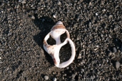 seashell on east coast