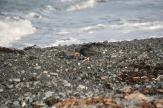 Oystercatcher on Kaikoura beach