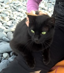 Beach cat, Kaikoura