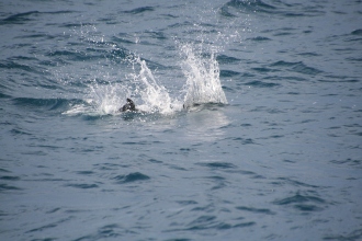 Dusky dolphins Kaikoura
