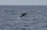 Dusky dolphin, leaping