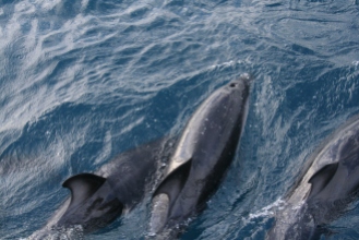 Dusky dolphins at bow of boat