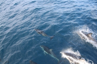 Dusky dolphins at bow of boat