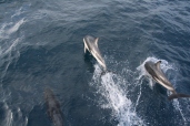 Dusky dolphins swimming in front of boat