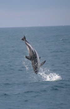 Dusky dolphins Kaikoura