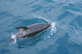 Dusky dolphins