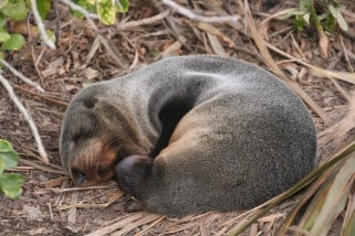 Baby seal sleeping
