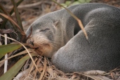 Baby seal sleeping