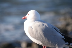 Seagull at peninsula point, Kaikoura