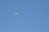 Bird in flight at peninsula point, Kaikoura