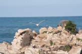 Seagull in flight, Kaikoura peninsula walk