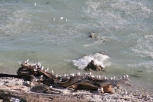 seagulls on log, Peninsula walk Kaikoura
