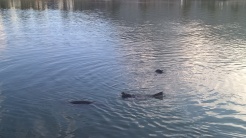 Seals playing in water at PIcton marina
