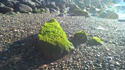 Mossy rock at PIcton marina