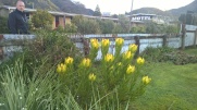 Awesome plant/flower in Picton