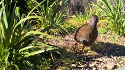 Weka in Picton
