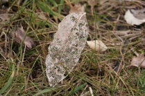 lace leaf skeleton on Queen Charlotte track