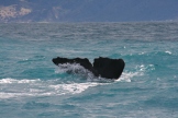 Fluke, Whale watch Kaikoura