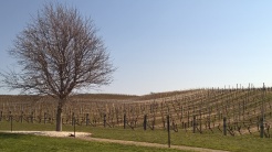 Yealands vineyard