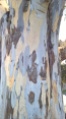 Gum tree on coastal walkway, Motueka