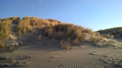 sand dune on Farewell spit