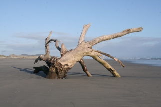 landmark driftwood on farewell spit