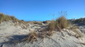 dunes on Farewell spit