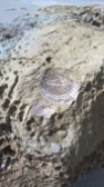 Fossilized shell at Fossil Point