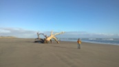 landmark driftwood on Farewell spit