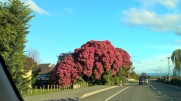 Tree in bloom, Motueka
