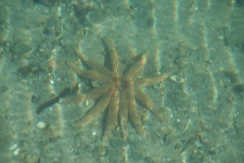 Starfish in Picton marina