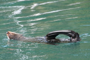 Seals in Picton marina