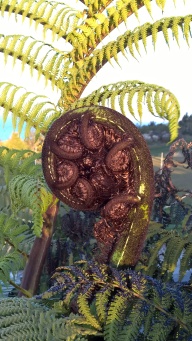 fern frond at golf course