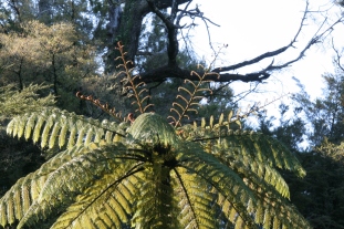 Tree fern on Abel Tasman coastal walkway