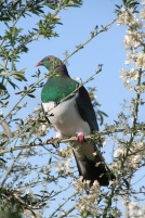 wood pigeon in Lucerne tree