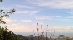 hawk soaring over valley