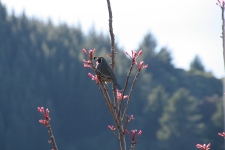 Fraser highlands, quail (1)