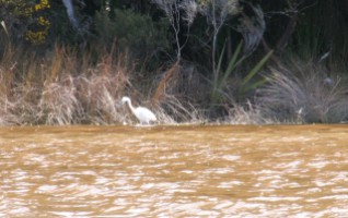 Great white heron, Okarito lagoon