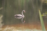 Black swan on Lake Matheson
