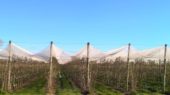 Orchard in Riwaka
