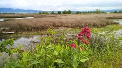 Scene over wetlands, Great Taste Trail