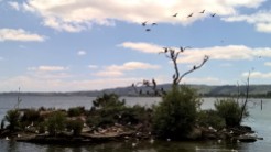 Birds at Lake Rotorua