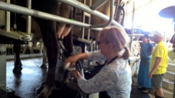 Milking at Percy's dairy
